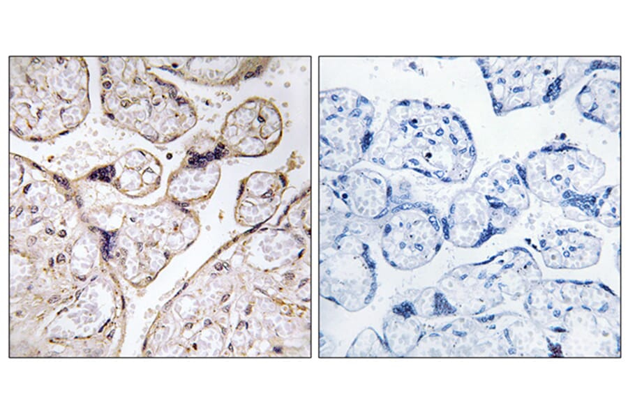 Immunohistochemistry - Anti-PHCA Antibody (C14411) - Antibodies.com