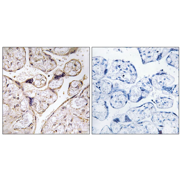 Immunohistochemistry - Anti-PHCA Antibody (C14411) - Antibodies.com