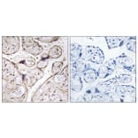 Immunohistochemistry - Anti-PHCA Antibody (C14411) - Antibodies.com