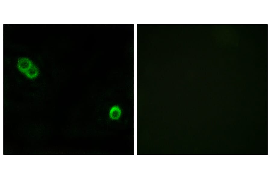Immunofluorescence - Anti-PHCA Antibody (C14411) - Antibodies.com