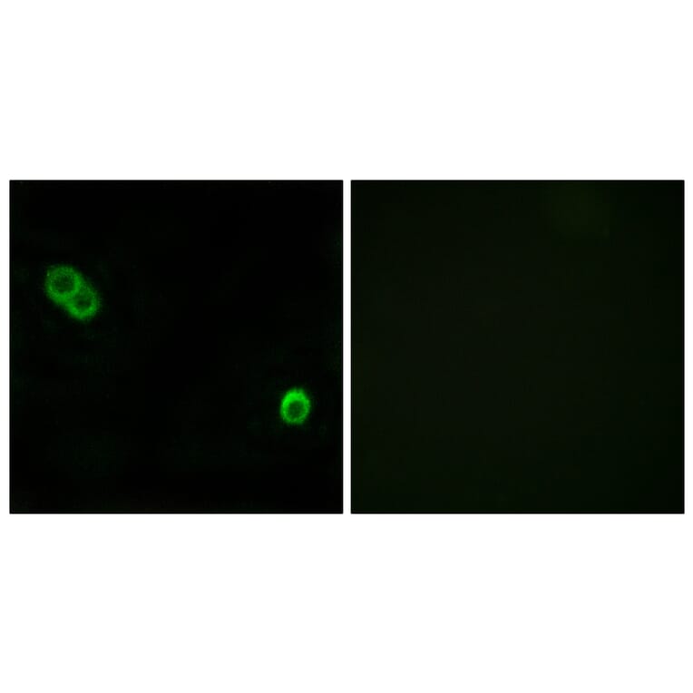 Immunofluorescence - Anti-PHCA Antibody (C14411) - Antibodies.com