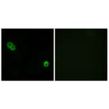 Immunofluorescence - Anti-PHCA Antibody (C14411) - Antibodies.com
