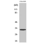 Western Blot - Anti-PHCA Antibody (C14411) - Antibodies.com