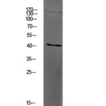 Western Blot - Anti-PAR4 Antibody (G939) - Antibodies.com