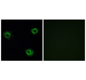 Immunofluorescence - Anti-NTR2 Antibody (G414) - Antibodies.com