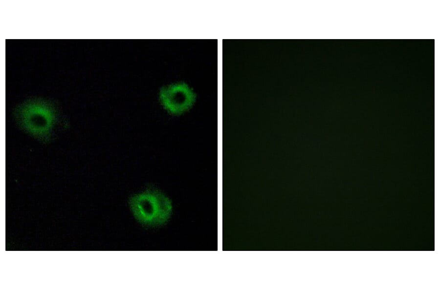 Immunofluorescence - Anti-NTR2 Antibody (G414) - Antibodies.com