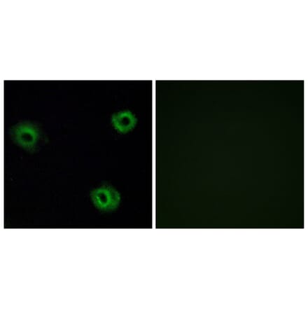 Immunofluorescence - Anti-NTR2 Antibody (G414) - Antibodies.com