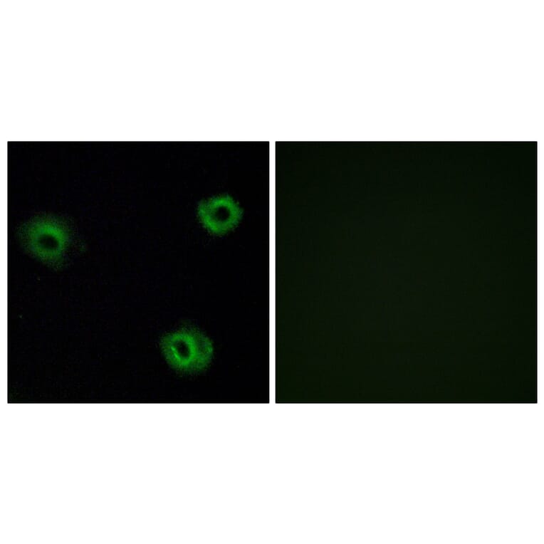 Immunofluorescence - Anti-NTR2 Antibody (G414) - Antibodies.com