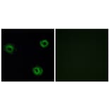 Immunofluorescence - Anti-NTR2 Antibody (G414) - Antibodies.com