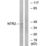 Western Blot - Anti-NTR2 Antibody (G414) - Antibodies.com