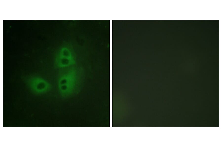 Immunofluorescence - Anti-nNOS Antibody (B0527) - Antibodies.com