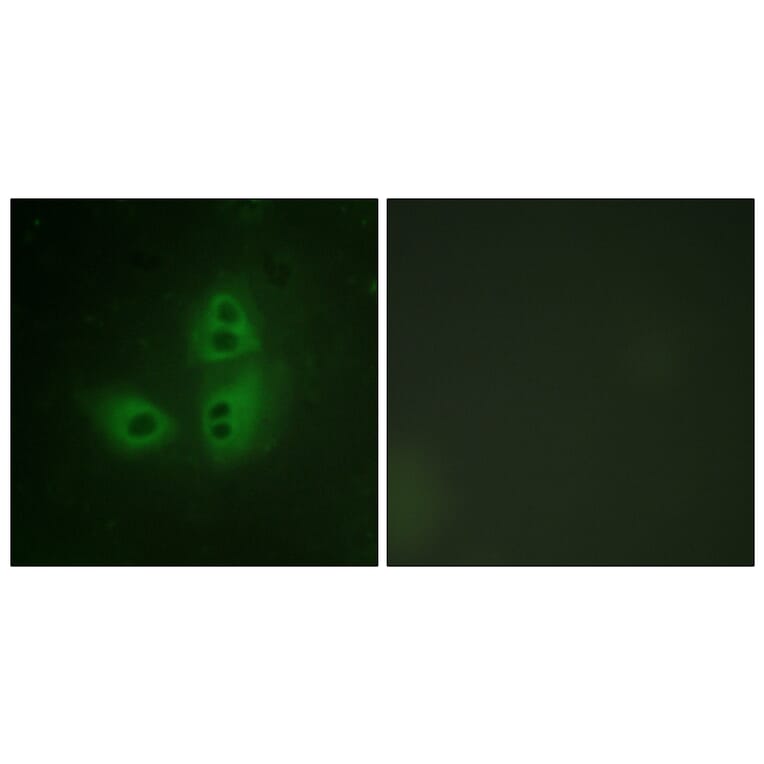 Immunofluorescence - Anti-nNOS Antibody (B0527) - Antibodies.com