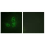 Immunofluorescence - Anti-nNOS Antibody (B0527) - Antibodies.com