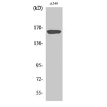 Western Blot - Anti-nNOS Antibody (B0527) - Antibodies.com