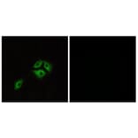 Immunofluorescence - Anti-NMBR Antibody (G405) - Antibodies.com