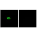 Immunofluorescence - Anti-NK3R Antibody (G404) - Antibodies.com