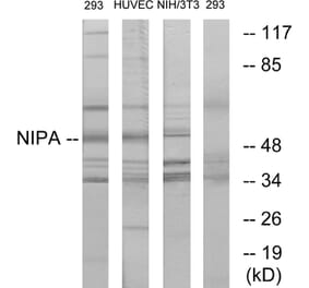 Western Blot - Anti-NIPA Antibody (B1164) - Antibodies.com