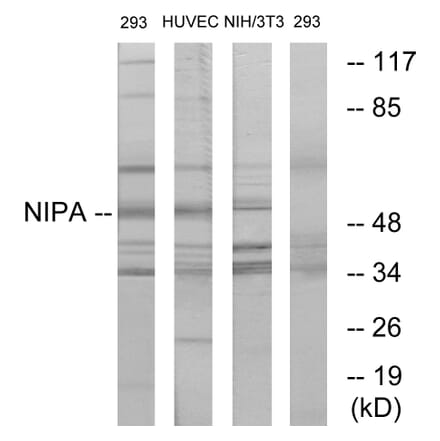 Western Blot - Anti-NIPA Antibody (B1164) - Antibodies.com