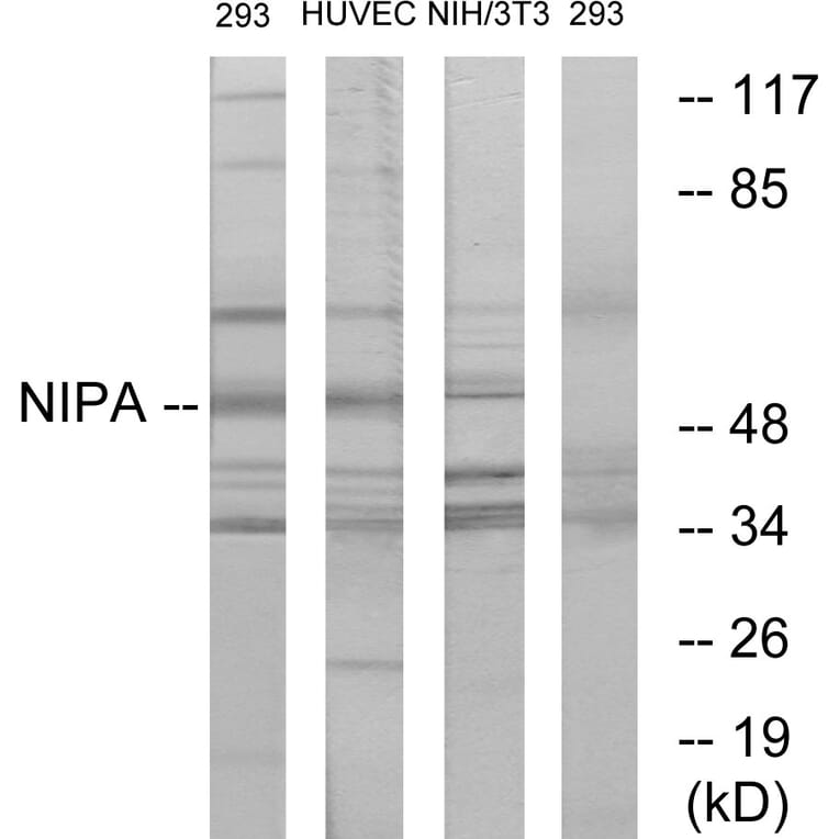 Western Blot - Anti-NIPA Antibody (B1164) - Antibodies.com