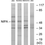 Western Blot - Anti-NIPA Antibody (B1164) - Antibodies.com