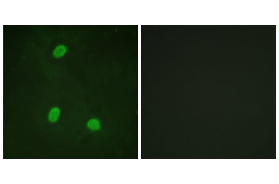 Immunofluorescence - Anti-NIPA Antibody (B1164) - Antibodies.com