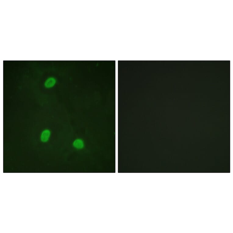 Immunofluorescence - Anti-NIPA Antibody (B1164) - Antibodies.com