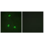 Immunofluorescence - Anti-NIPA Antibody (B1164) - Antibodies.com