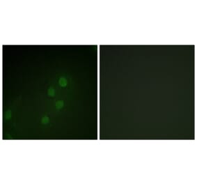 Immunofluorescence - Anti-MYF5 Antibody (B1218) - Antibodies.com