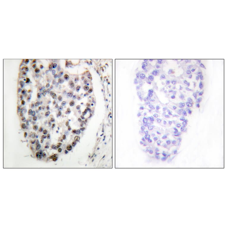 Immunohistochemistry - Anti-MYF5 Antibody (B1218) - Antibodies.com