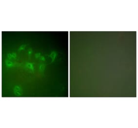 Immunofluorescence - Anti-MDM2 Antibody (C0261) - Antibodies.com