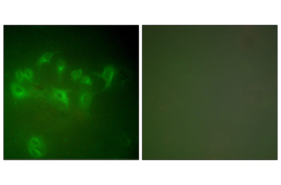 Immunofluorescence - Anti-MDM2 Antibody (C0261) - Antibodies.com