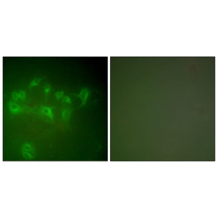 Immunofluorescence - Anti-MDM2 Antibody (C0261) - Antibodies.com