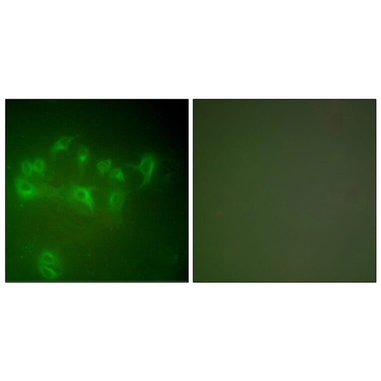 Immunofluorescence - Anti-MDM2 Antibody (C0261) - Antibodies.com