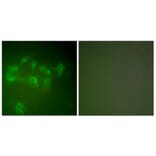 Immunofluorescence - Anti-MDM2 Antibody (C0261) - Antibodies.com