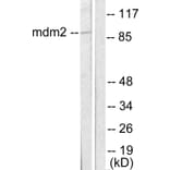 Western Blot - Anti-MDM2 Antibody (C0261) - Antibodies.com