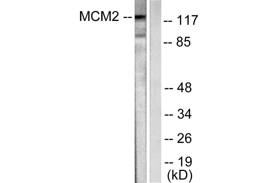 Western Blot - Anti-MCM2 Antibody (C0259) - Antibodies.com
