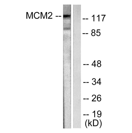 Western Blot - Anti-MCM2 Antibody (C0259) - Antibodies.com