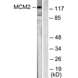 Western Blot - Anti-MCM2 Antibody (C0259) - Antibodies.com