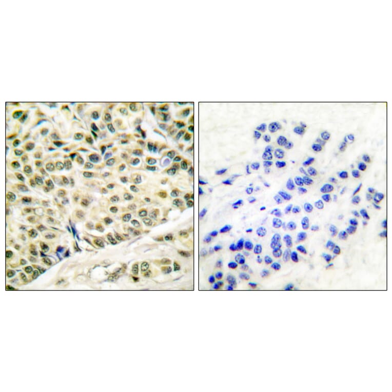 Immunohistochemistry - Anti-MCM2 Antibody (C0259) - Antibodies.com