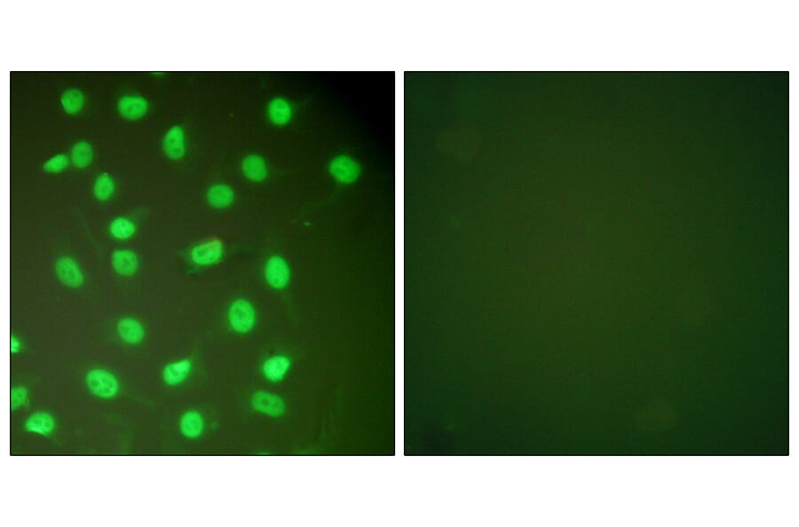 Immunofluorescence - Anti-MCM2 Antibody (C0259) - Antibodies.com
