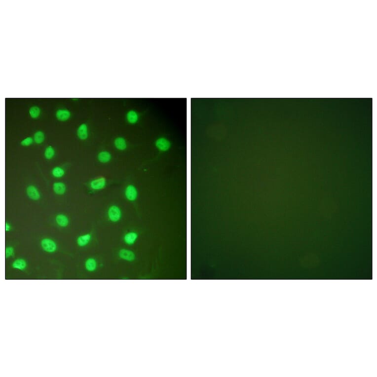 Immunofluorescence - Anti-MCM2 Antibody (C0259) - Antibodies.com