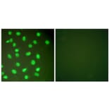 Immunofluorescence - Anti-MCM2 Antibody (C0259) - Antibodies.com