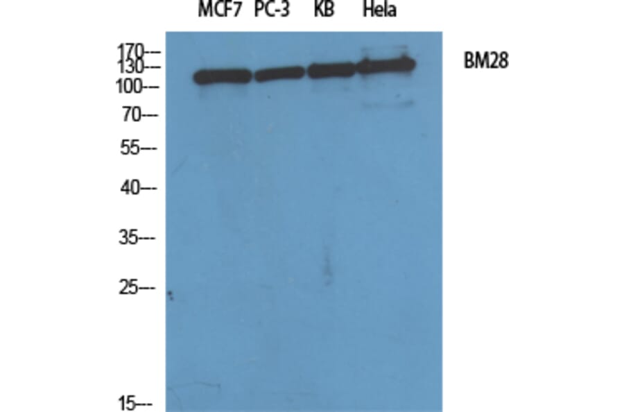 Western Blot - Anti-MCM2 Antibody (C0259) - Antibodies.com