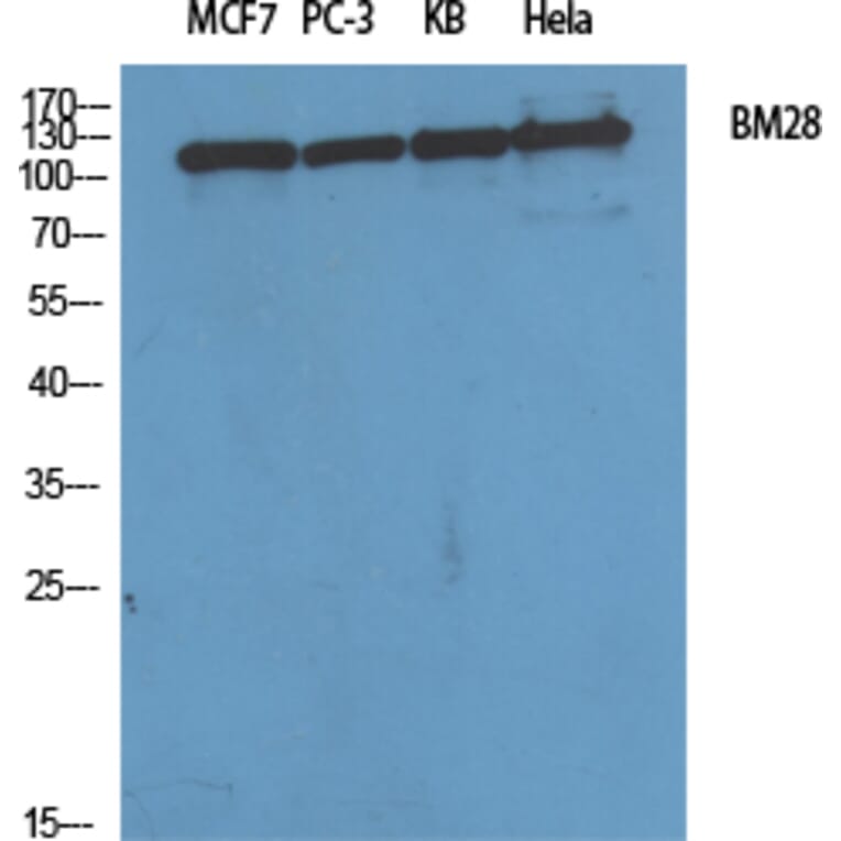 Western Blot - Anti-MCM2 Antibody (C0259) - Antibodies.com