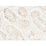 Immunohistochemistry - Anti-MCM2 Antibody (C0259) - Antibodies.com