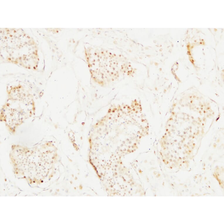 Immunohistochemistry - Anti-MCM2 Antibody (C0259) - Antibodies.com