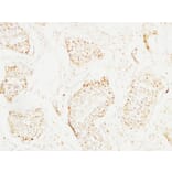 Immunohistochemistry - Anti-MCM2 Antibody (C0259) - Antibodies.com