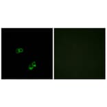 Immunofluorescence - Anti-MC5R Antibody (G385) - Antibodies.com