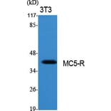 Western Blot - Anti-MC5R Antibody (G385) - Antibodies.com