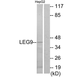 Western Blot - Anti-LEG9 Antibody (C13080) - Antibodies.com